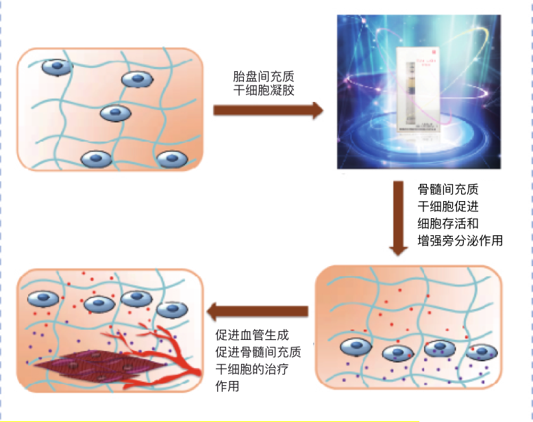 干细胞凝胶.png